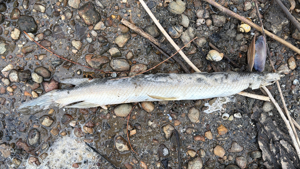 Kortsnuitbeensnoek (Lepisosteus platostomus) — Lepisosteidae