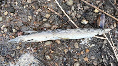 Shortnose gar (Lepisosteus platostomus) — Lepisosteidae