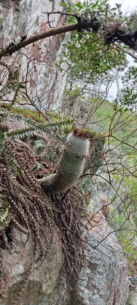 Parodia scopa, Lavalleja, UY
