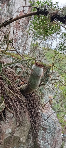 Parodia scopa