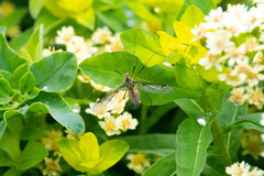 Leptotarsus vulpinus