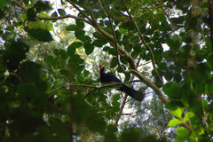 Musophaga rossae
