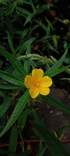 large-flowered primrose-willow (Ludwigia grandiflora)