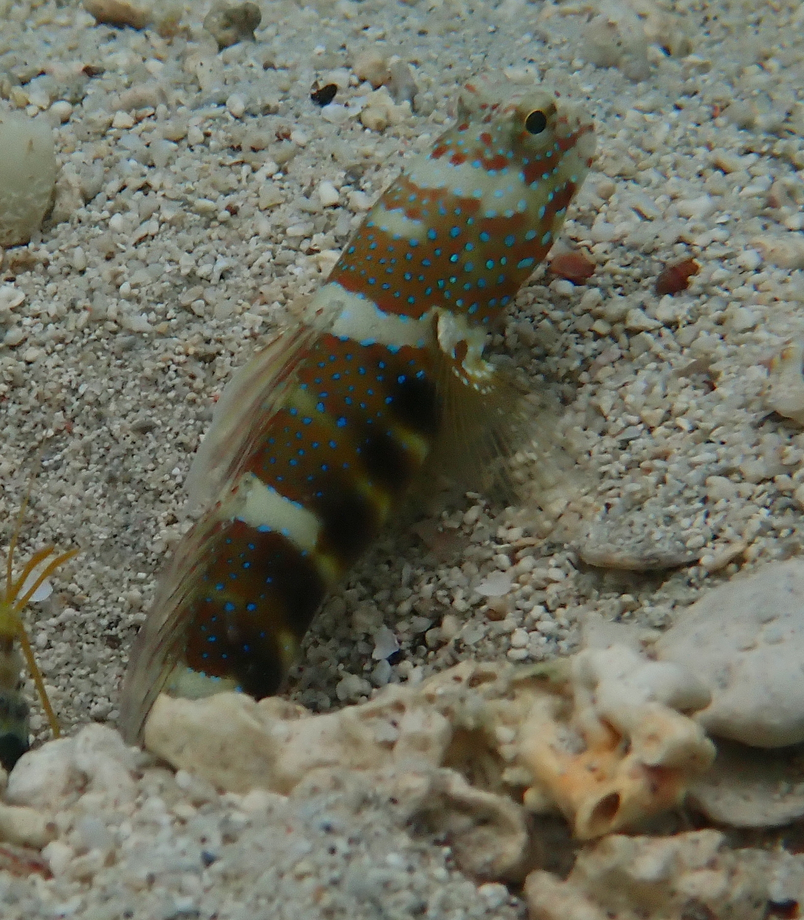 棕斑絲鰕虎(黃斑共生蝦虎) Cryptocentrus lutheri