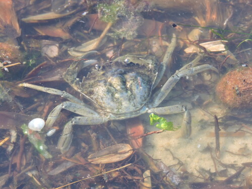 Mediterranean Green Crab