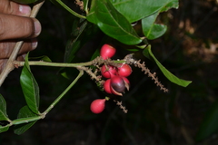 Paullinia