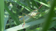 Staleochlora viridicata