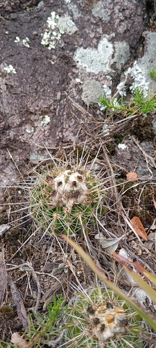 Parodia neoarechavaletae