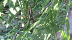 Staleochlora viridicata