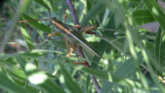 Staleochlora viridicata