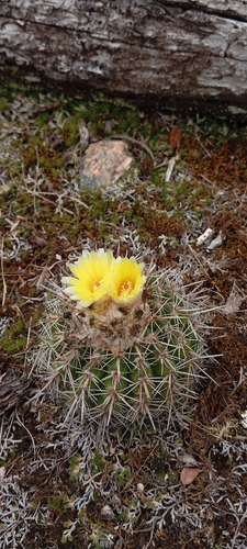 Parodia neoarechavaletae