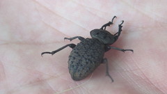 Scotobius pilularius