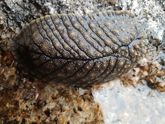Pseudaneitea