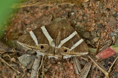 Grammodes oculicola