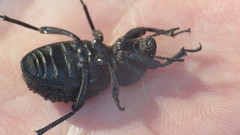 Scotobius pilularius