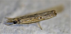 Fissicrambus quadrinotellus