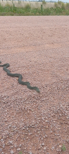 Patagonian Racer