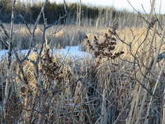 Spiraea alba latifolia
