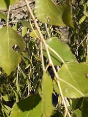 Angiospermae
