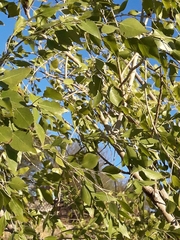 Angiospermae