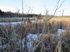 Spiraea alba latifolia