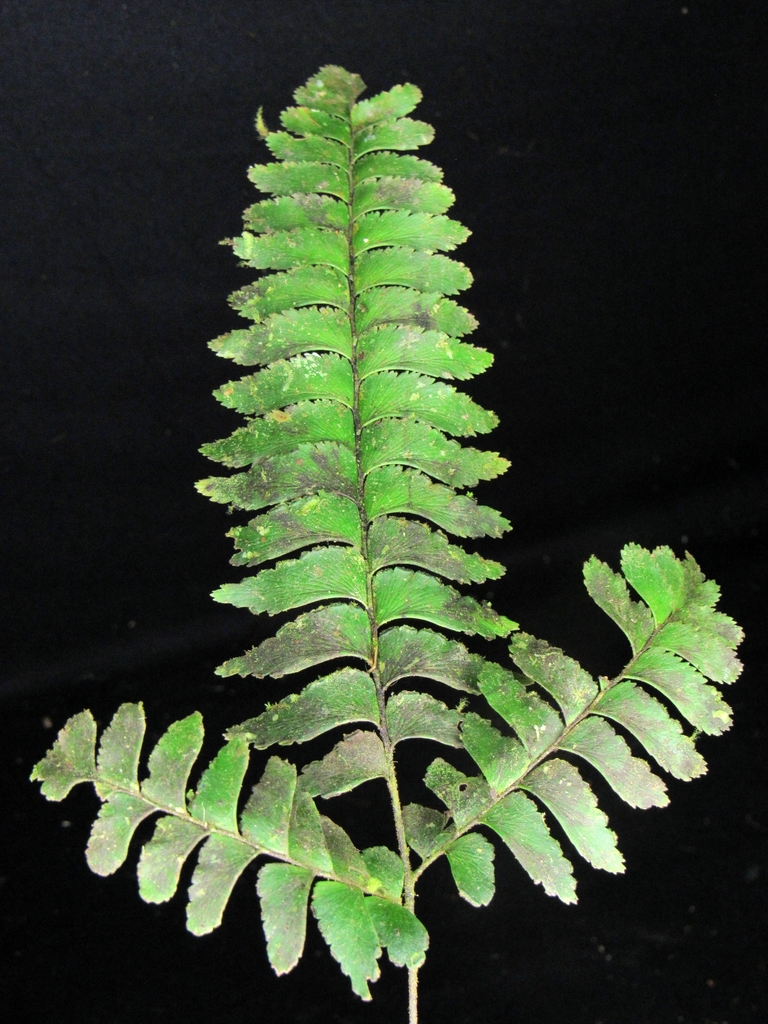 Adiantum fructuosum (Adiantum fructuosum)