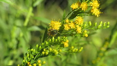 Augochloropsis tupacamaru