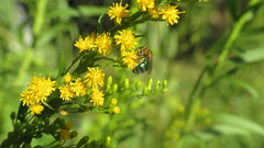 Augochloropsis tupacamaru