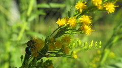 Augochloropsis tupacamaru