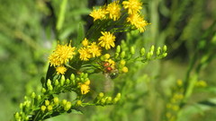 Augochloropsis tupacamaru