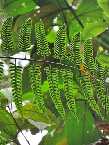 Cyathea divergens, photograph 3