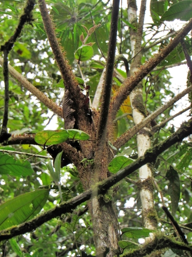 Cyathea divergens observed 2022-02-07