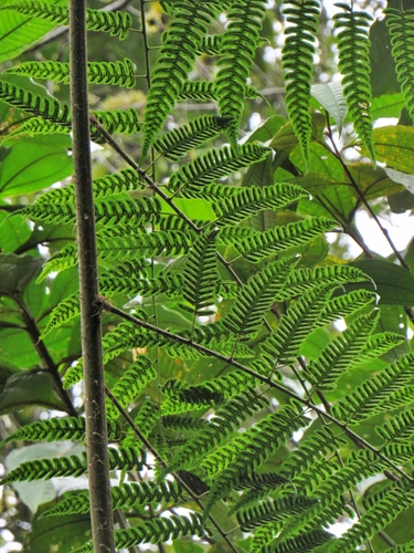 Cyathea divergens, photograph 2