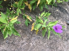 Ruellia californica californica