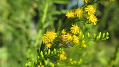 Augochloropsis tupacamaru