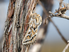 Margelana versicolor