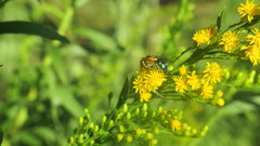 Augochloropsis tupacamaru