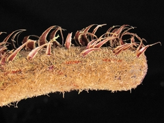 Cyathea divergens, photograph (c) Jonatan Castro Hernández, some rights reserved (CC BY)