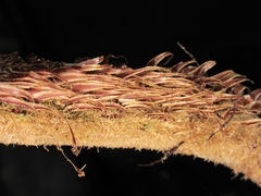 Cyathea divergens, photograph (c) Jonatan Castro Hernández, some rights reserved (CC BY)