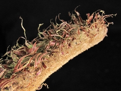 Cyathea divergens, photograph (c) Jonatan Castro Hernández, some rights reserved (CC BY)