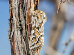 Margelana versicolor