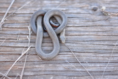 Diadophis punctatus similis