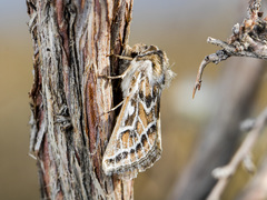 Margelana versicolor