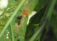 Psylliodes brettinghami