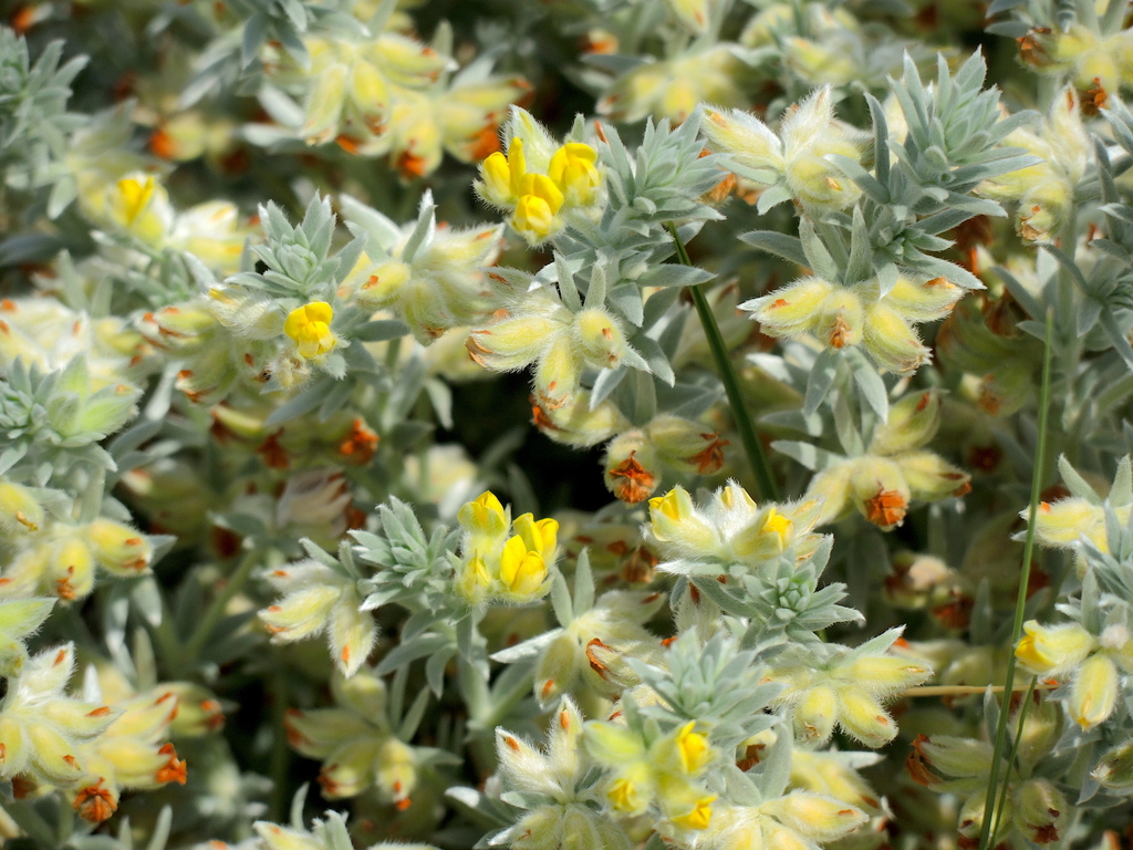 Lotus polyphyllos
