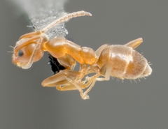 Forelius pruinosus