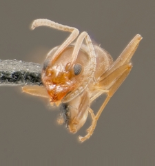 Forelius pruinosus