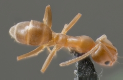 Forelius pruinosus