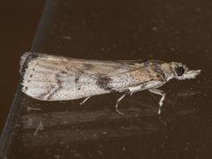 Laetilia dilatifasciella