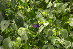 Protogoniomorpha temora temora